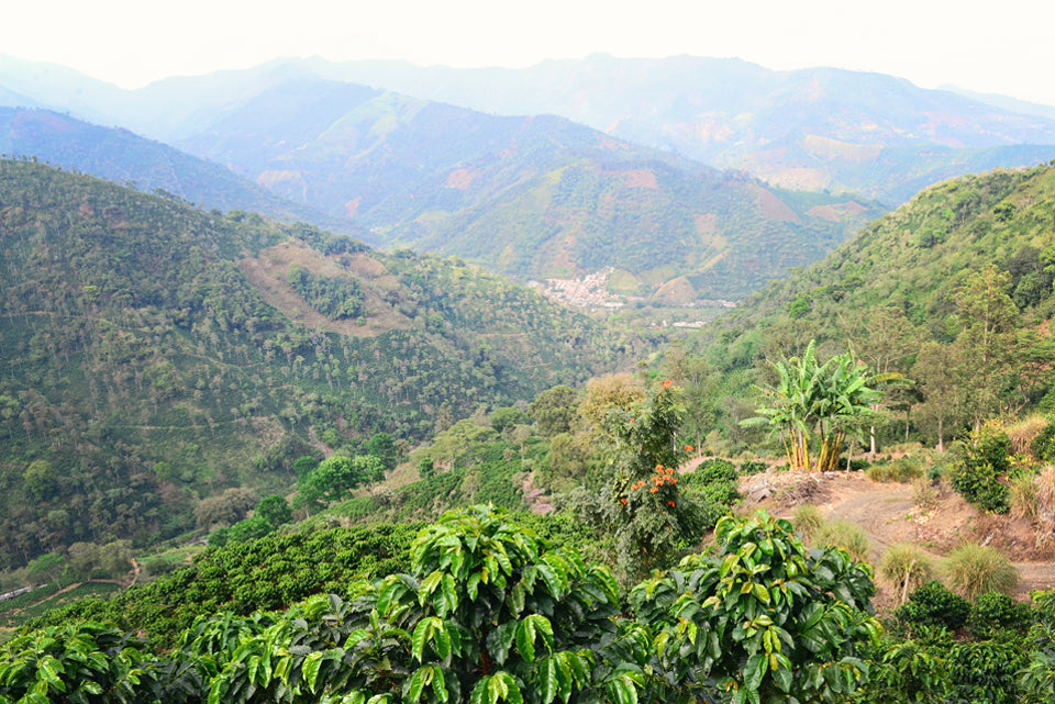 Adding New Coffees